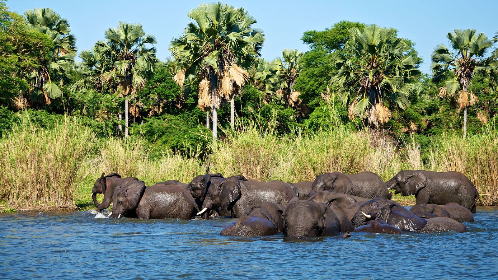 Elephants gathered together drinking water from the river