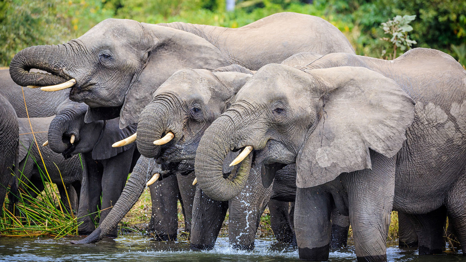 Elephants drinking from a watering hole