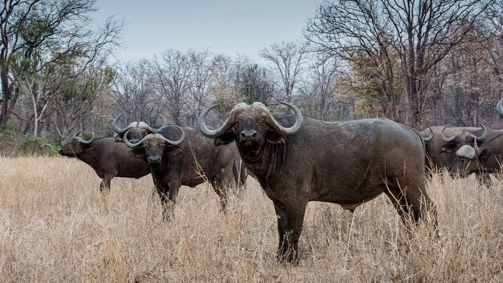 Bulls grazing in a field in Liwonde National Park