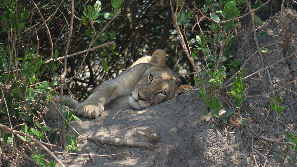 lioness laying in the bushes Liwonde