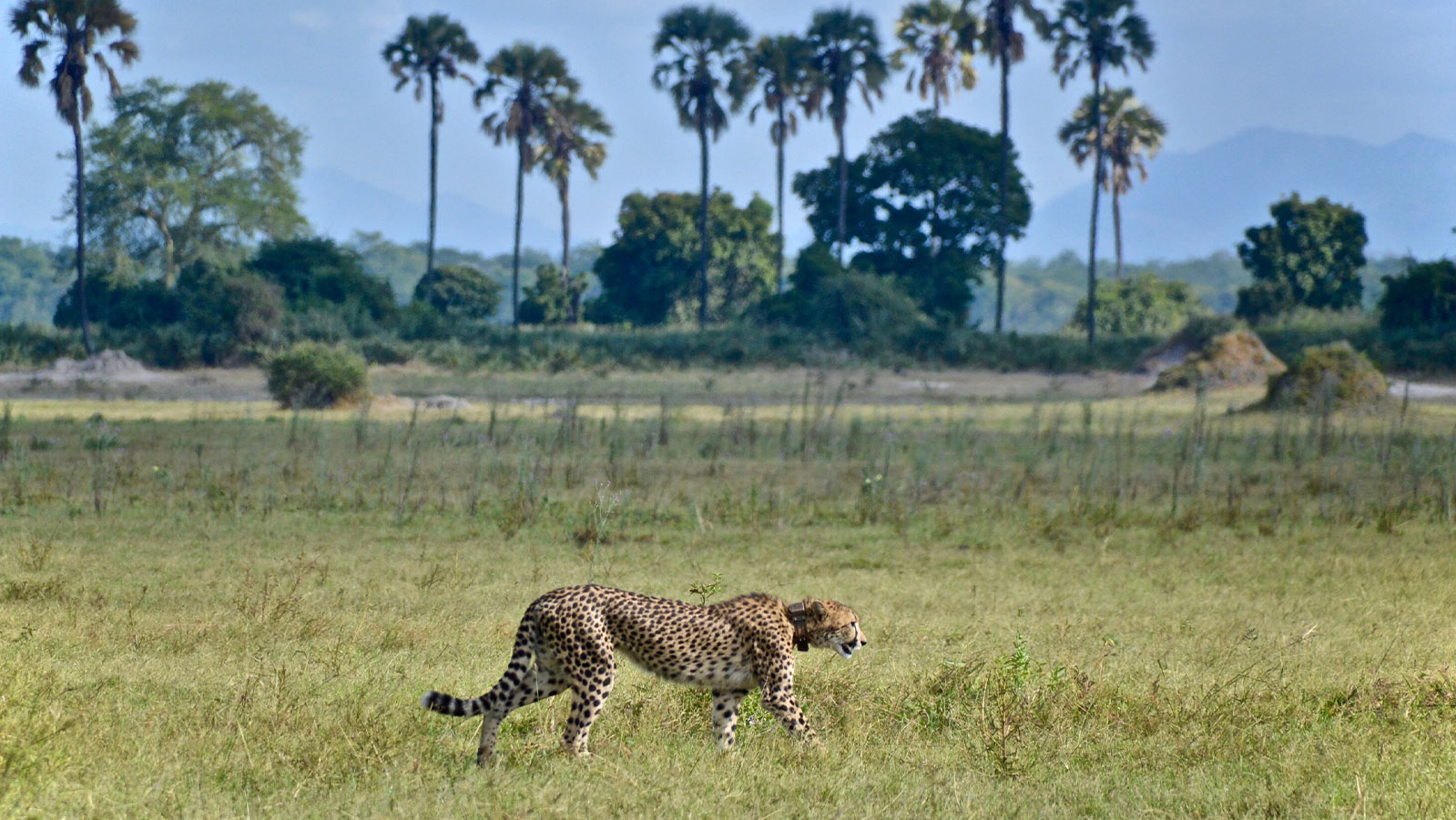 Cheetah wandering on the prairie 